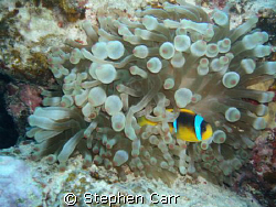 took this photo on White Knight Reef, this is in the shar... by Stephen Carr 